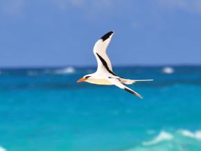 <p><strong>Fig. 5.35.</strong> (<strong>A</strong>) White-tailed tropicbird (<em>Phaethon lepturus</em>), Warwick Parish, Bermuda</p>
