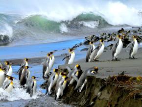 <p><strong>Fig. 5.35.</strong>&nbsp;(<strong>B</strong>) King penguins (<em>Aptenodytes patagonicus</em>), Possession Island, Crozet Islands</p>
