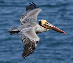 <p><strong>Fig. 5.39.</strong>&nbsp;(<strong>B</strong>) Brown pelican (<em>Pelecanus occidentalis</em>) in flight, Bodega Bay, Sonoma County, California</p>
