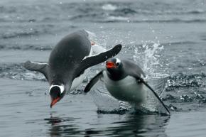 <p><strong>Fig. 5.44.</strong>&nbsp;(<strong>C</strong>) Gentoo penguins (<em>Pygoscelis papua</em>) exhibiting porpoising swim behavior, Antarctica</p>
