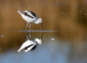 <p><strong>Fig. 5.46.</strong> (<strong>A</strong>) American avocet (<em>Recurvirostra americana</em>)</p>

