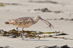 <p><strong>Fig. 5.47.</strong>&nbsp;(<strong>B</strong>) Long-billed curlew (<em>Numenius americanus</em>), eating a sand crab on Morro Strand State Beach, Morro Bay, California</p>

