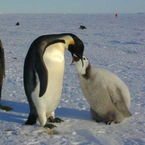 <p><strong>Fig. 5.50.</strong>&nbsp;(<strong>D</strong>) Emperor penguin (<em>Aptenodytes forsteri</em>) feeding its chick with regurgitated fish, crustaceans and squid, Atka Bay, Weddell Sea, Antarctica</p>
