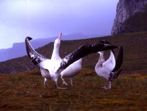 <p><strong>Fig. 5.52.</strong>&nbsp;(<strong>B</strong>) “Sky calling” courtship behavior in wandering albatross (<em>Diomedea exulans</em>), Kerguelen Islands, southern Indian ocean basin</p>
