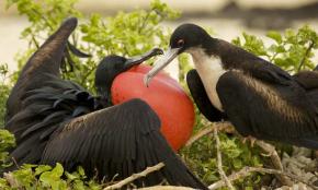 <p><strong>Fig. 5.52.</strong>&nbsp;(<strong>C</strong>) Male great frigatebird (<em>Fregata minor</em>; left) displaying its red throat pouch to a female (right) on Santa Cruz Island, Galápagos Islands.</p>
