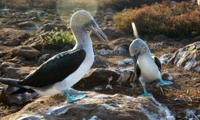 <p><strong>Fig. 5.52.</strong>&nbsp;(<strong>D</strong>) Two male blue-footed booby (<em>Sula nebouxii</em>) exhibiting “parading” dance courtship behavior, Santa Cruz Island, Galápagos Islands</p>
