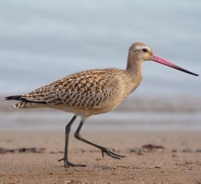 <p><strong>Fig. 5.54.</strong> (<strong>A</strong>) Bar-tailed godwit (<em>Limosa lapponica</em>), Hokkaido, Japan</p>
