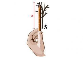 <p><strong>Fig. 5.55.</strong>&nbsp;(<strong>A</strong>) Hold the pencil vertically with the sharpened tip aligned with the treetop.</p>
