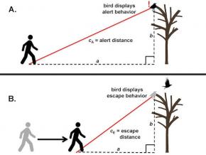 <p><strong>Fig. 5.57.</strong> Alert and escape distances for a bird roosting in a tree</p>
