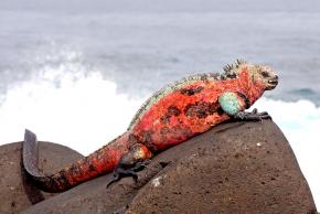 <p><strong>Fig. 5.6.</strong> (<strong>A</strong>) Marine iguana (<em>Amblyrhynchus cristatus</em>), Española Island, Galápagos Islands</p>
