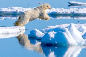 <p><strong>Fig. 5.6.</strong>&nbsp;(<strong>D</strong>) Polar bear (<em>Ursus maritimus</em>), Svalbard, Norway</p>
