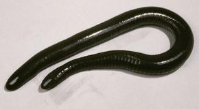 <p><strong>Fig. 5.9.</strong>&nbsp;(<strong>C</strong>) Mexican caecilian (<em>Dermophis mexicanus</em>)</p>

