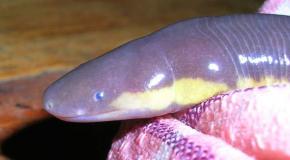 <p><strong>Fig. 5.9.</strong> (<strong>D</strong>) Head of an Asian caecilian (<em>Ichthyophis</em> sp.)</p>
