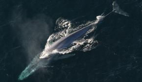 <p><strong>Fig. 6.10.</strong> (<strong>A</strong>) Blue whale (<em>Balaenoptera musculus</em>)</p>
