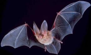 <p><strong>Fig. 6.18.</strong> (<strong>A</strong>) Bats—the second largest mammalian group in terms of species diversity—can fly with the use of webbed wings.</p>
