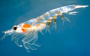 <p><strong>Fig. 6.23.</strong> (<strong>A</strong>) Northern krill (<em>Meganyctiphanes norvegica</em>)</p>
