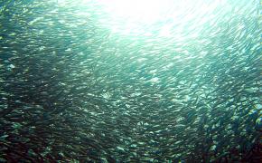 <p><strong>Fig. 6.23.</strong>&nbsp;(<strong>B</strong>) Large school of sardines, Mactan Cebu, Philippines</p>
