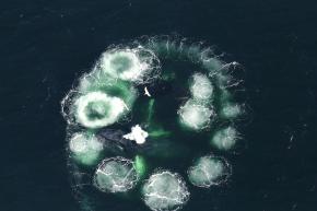 <p><strong>Fig. 6.24.</strong>&nbsp;(<strong>B</strong>) Aerial view of two humpback whales bubble net feeding</p>

