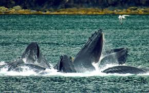 <p><strong>Fig. 6.24.</strong>&nbsp;(<strong>C</strong>) Humpback whales engulfing prey after employing the bubble-net technique, Lynn Canal, Alaska</p>
