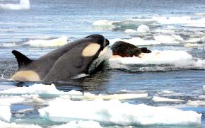 <p><strong>Fig. 6.25.</strong> (<strong>D</strong>) Killer whale (<em>Orcinus orca</em>) attacking a Weddell seal (<em>Leptonychotes weddellii</em>) on sea ice, Antarctica</p>
