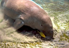 <p><strong>Fig. 6.27.</strong>&nbsp;(<strong>B</strong>) A dugong (<em>Dugong dugon</em>) grazing on seagrass, Marsa Abu Dabab, Egypt</p>
