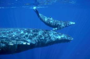 <p><strong>Fig. 6.28.</strong> (<strong>A</strong>) Humpback whale (<em>Megaptera novaeangliae</em>) mother and calf, Hawaiian Islands Humpback Whale National Marine Sanctuary, Maui, Hawai‘i</p>
