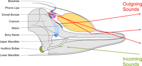 <p><strong>Fig. 6.31.</strong>&nbsp;(<strong>B</strong>) Anatomy of underwater sound production in an odontocete whale</p>
