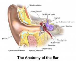 <p><strong>Fig. 6.32.</strong> Anatomy of the human ear</p>
