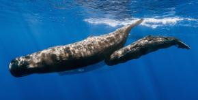 <p><strong>Fig. 6.3.</strong> (<strong>B</strong>) Mother and calf sperm whale (<em>Physeter macrocephalus</em>), Mauritius</p>
