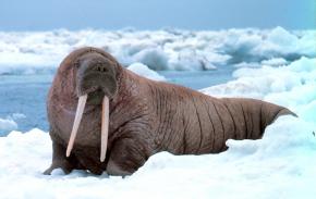 <p><strong>Fig. 6.3.</strong> (<strong>C</strong>) Pacific walrus (<em>Odobenus rosmarus divergens</em>), Alaska</p>
