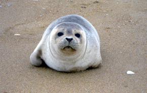 <p><strong>Fig. 6.3.</strong>&nbsp;(<strong>D</strong>) Harbor seal (<em>Phoca vitulina</em>) pup, Back Bay National Wildlife Refuge, Virginia</p>
