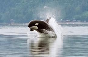 <p><strong>Fig. 6.6.</strong>&nbsp;(<strong>A</strong>) Killer whale (<em>Orca orca</em>), an odontocete toothed-whale</p>

