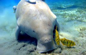<p><strong>Fig. 6.8.</strong> (<strong>B</strong>) Dugong (<em>Dugong dugon</em>) feeding on seagrass, Marsa Abu Dabab, Egypt</p>
