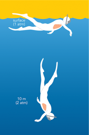 <p><strong>Fig. 9.11.</strong> As a result of the increased pressure, the lungs (pink) compress slightly as a free diver moves from the ocean surface (1 atm of pressure) to 10 m (2 atm of pressure).</p>
