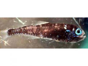 <p><strong>Fig. 9.19.</strong> (<strong>B</strong>) Lanternfish are bioluminescent deep-sea fish that are common in the bathypelagic zone.</p>
