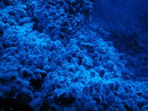 <p><strong>Fig. 9.8.</strong> (<strong>A</strong>) A view of a mussel bed near New Zealand at 100 m depth, lit only by sunlight. Note the blue color tones.</p>
