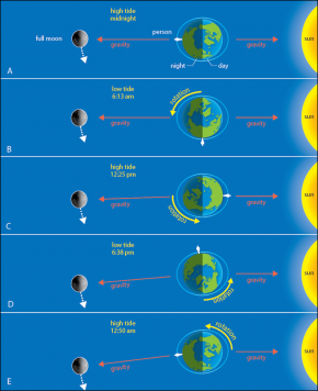 <p><strong>Fig. 6.6.</strong>&nbsp;<span style="font-size: 13.008px; line-height: 1.538em;">Tides at various times of the day as the earth rotates during a full moon (North Pole view). The observer’s local time is indicated (note that the person is standing on the equator). Distance and sizes of the earth, the moon, and the sun are not to scale. (<strong>A</strong>) High tide at midnight (<strong>B</strong>) Low tide at 6:13 a.m. (<strong>C</strong>) High tide at 12:25 p.m. (<strong>D</strong>) Low tide at 6:38 p.m. (<strong>E</strong>) High tide at 12:50 a.m.</span></p>
