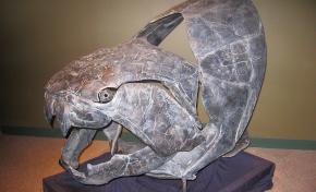<p><strong>Fig. 7.11.</strong> (<strong>B</strong>) Artist rendering of the 10-m long prehistoric armored fish <em>Dunkleosteus</em> , which lived in the Paleozoic era.</p>
