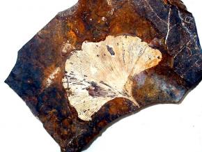 <p><strong>Fig. 7.12.</strong> (<strong>A</strong>) Fossil leaf of <em>Ginkgo biloba</em>, a tree species that was alive in the Mesozoic era and has survived to present day.</p>