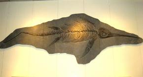 <p><strong>Fig. 7.12.</strong> (<strong>D</strong>) Fossil skeleton of <em>Eurhinosaurus</em> sp., a 6.4 m long swimming ichthyosaur.</p>
