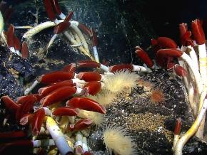 <p><strong>Fig. 7.65.</strong> Deep sea vents, such as this one in the Galapagos Islands, are home to diverse communities of crabs, mussels, tube worms, microbes, and many other species.</p>
