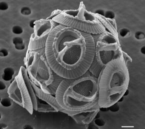 <p><strong>SF Fig. 7.12.</strong>&nbsp;(<strong>B</strong>) Individual coccolithophore cells, seen here under a scanning electron microscope, are covered with calcium carbonate plates.</p>

