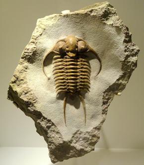 <p><strong>SF Fig. 7.7.</strong> This fossil of <em>Paraceraurus exsul</em> belongs to a group of extinct marine animals called trilobites. Trilobites share a common evolutionary ancestor with modern insects, spiders, and crustaceans. This fossil dates to approximately 470 million years ago, during the Paleozoic era.</p>
