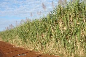 <p><strong>Fig. 1.6. </strong>(<strong><strong>C</strong></strong>) Sugar cane making sugar is an example of a chemical change.</p>