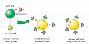 <p><strong>Fig 3-21:</strong>&nbsp;Water, oil, and detergent molecules.</p>
