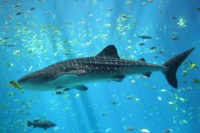<p><strong>Fig. 4.5.</strong> (<strong>B</strong>) the 12 m whale shark (<em>Rhincodon typus</em>)</p>
