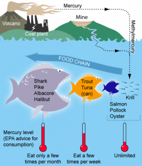 <p><strong>Fig 2.17.</strong> A diagram shows how mercury moves from land through a food chain in the ocean.</p>
