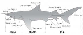 <p><strong>Fig. 2.5. </strong>(<strong>B</strong>) A diagram shows the anatomy of a shark.</p>
