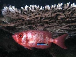 <p>SF Fig. 4.11.&nbsp; <strong>(A)</strong> Big eye squirrelfish (Priacanthus hamrur) being serviced by cleaner wrasse (Labroides dimidiatus)</p>
