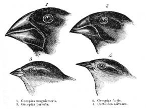 <p><strong>SF Fig. 1.2.</strong>&nbsp;<span style="font-size: 13.008px; line-height: 1.538em;">(<strong>B</strong>) Charles Darwin noted the different beak shapes in the beaks of finches from the Galapagos Islands.</span></p>
